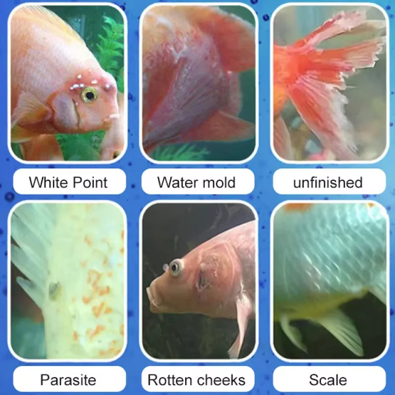 Tratamiento de enfermedades de - Aquarium Fishing reseña y precio