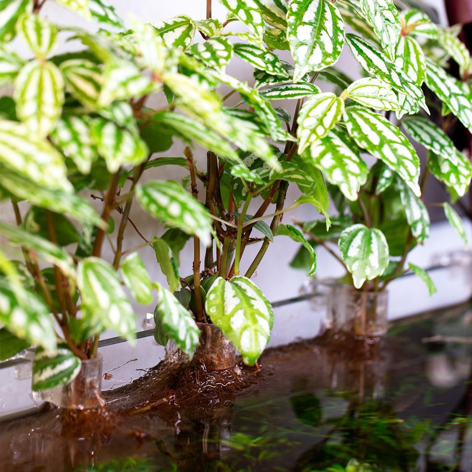Soporte para Plantas de Acuari - Aquarium Fish Elevator reseña y precio