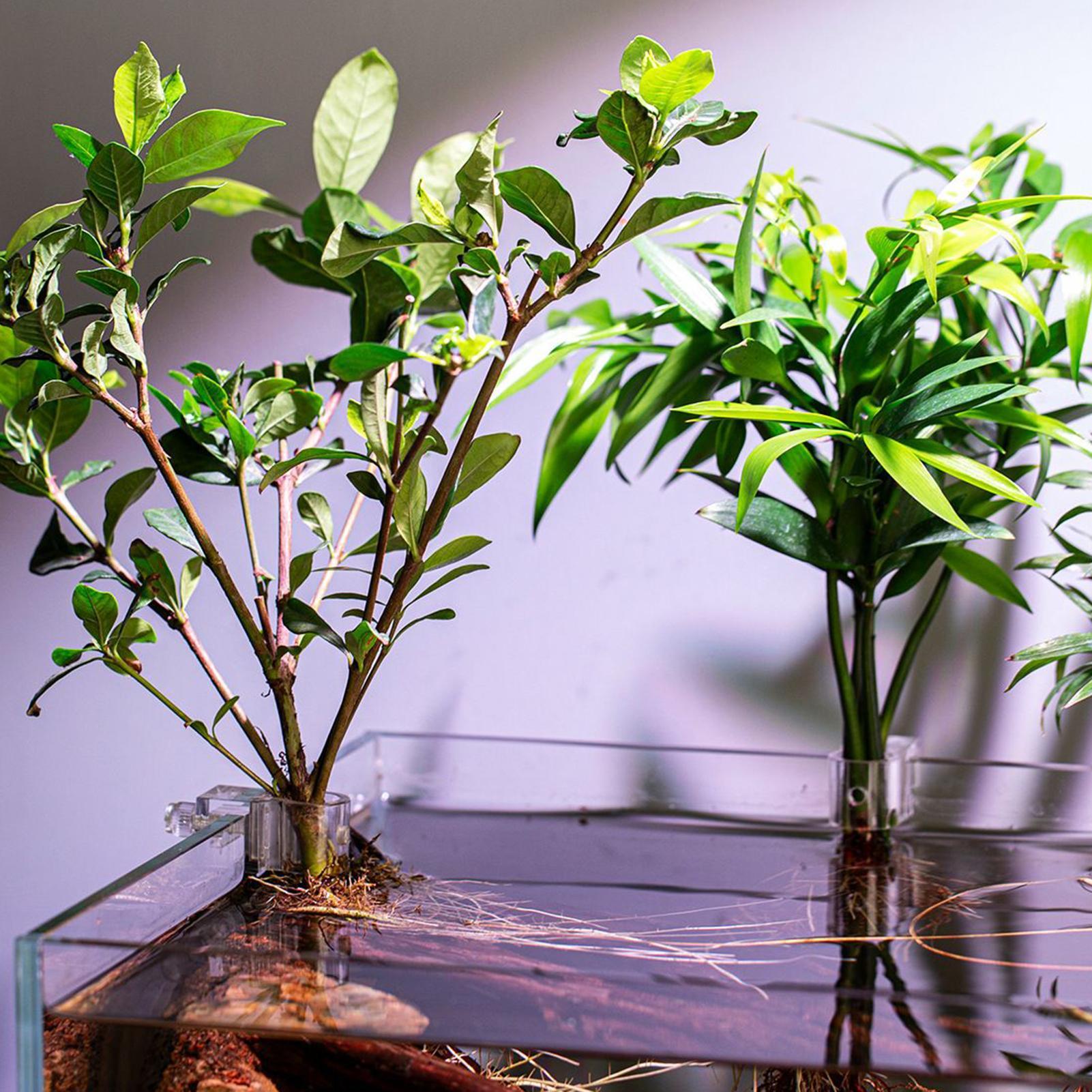 Soporte para Plantas de Acuari - Aquarium Fish Elevator reseña y precio