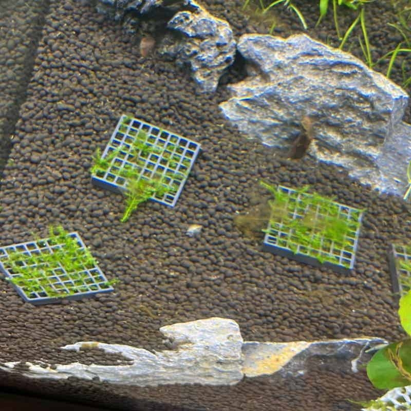 Rejilla elevada de malla para  - Aquarium Fish Elevator reseña y precio