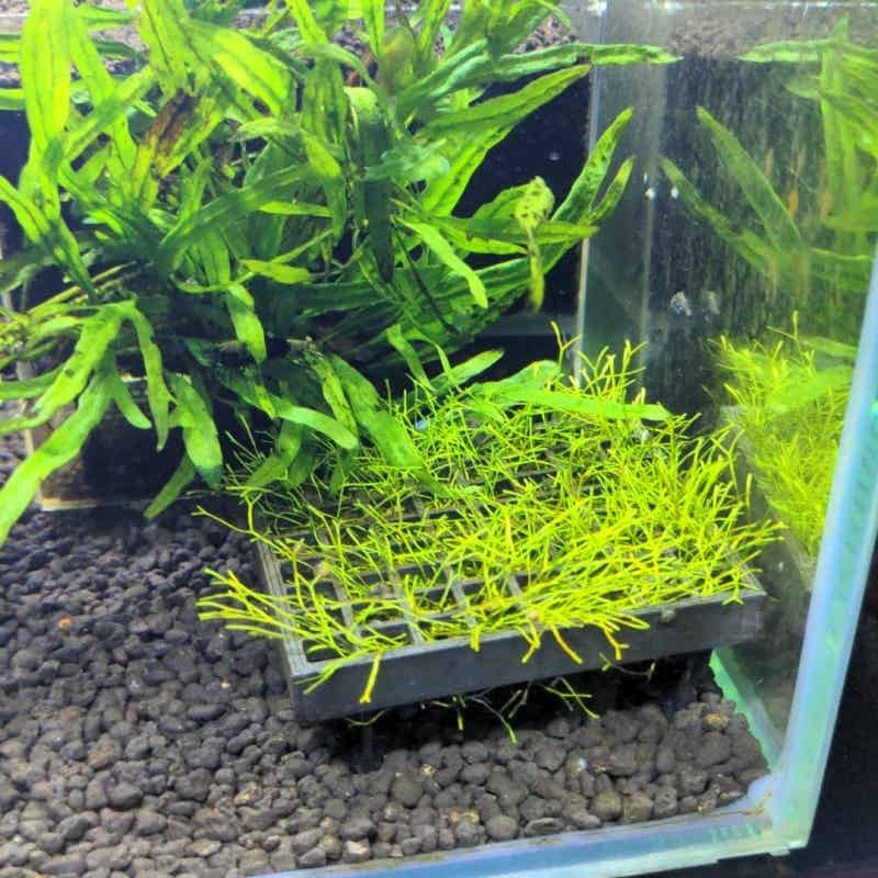Rejilla elevada de malla para  - Aquarium Fish Elevator reseña y precio