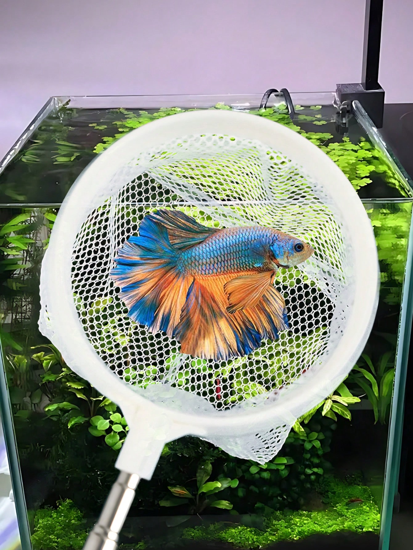 Red para Peces de Acuario - Re - Fish Net Handle reseña y precio