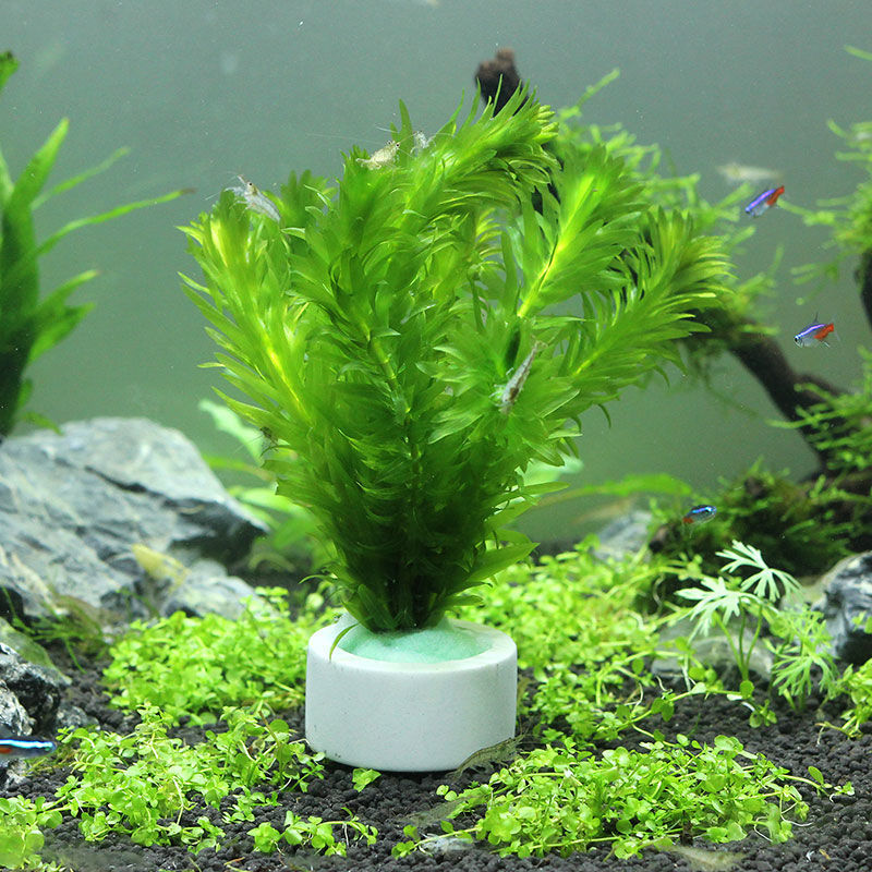Anillo de cerámica para decora - Aquarium Fish Pot reseña y precio