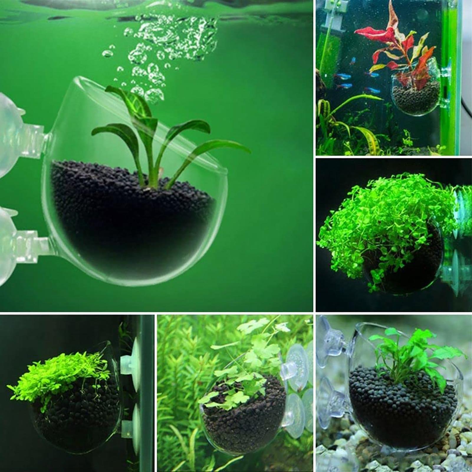 Maceta Acrílica para Plantas A - Aquarium Fish Pot reseña y precio