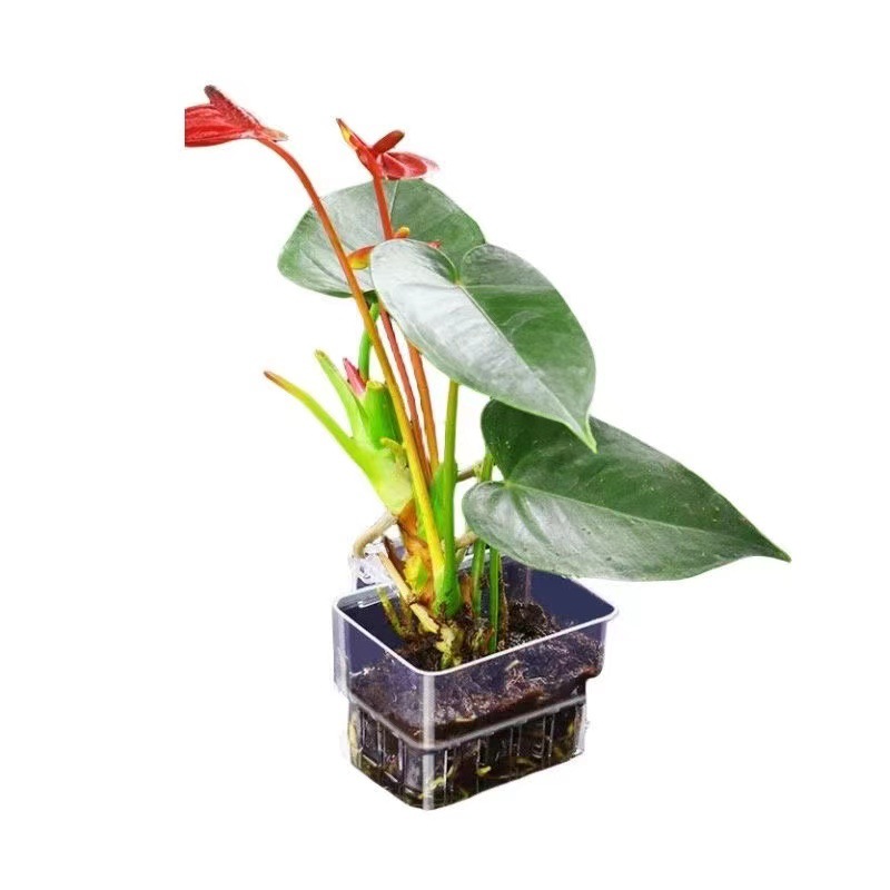 Cesta de Cultivo Hidropónico p - Aquarium Fish Pot reseña y precio